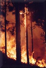 Plantation fire