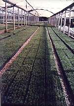 Nursery with pine seedligs