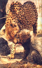 Cheetah mother and cub